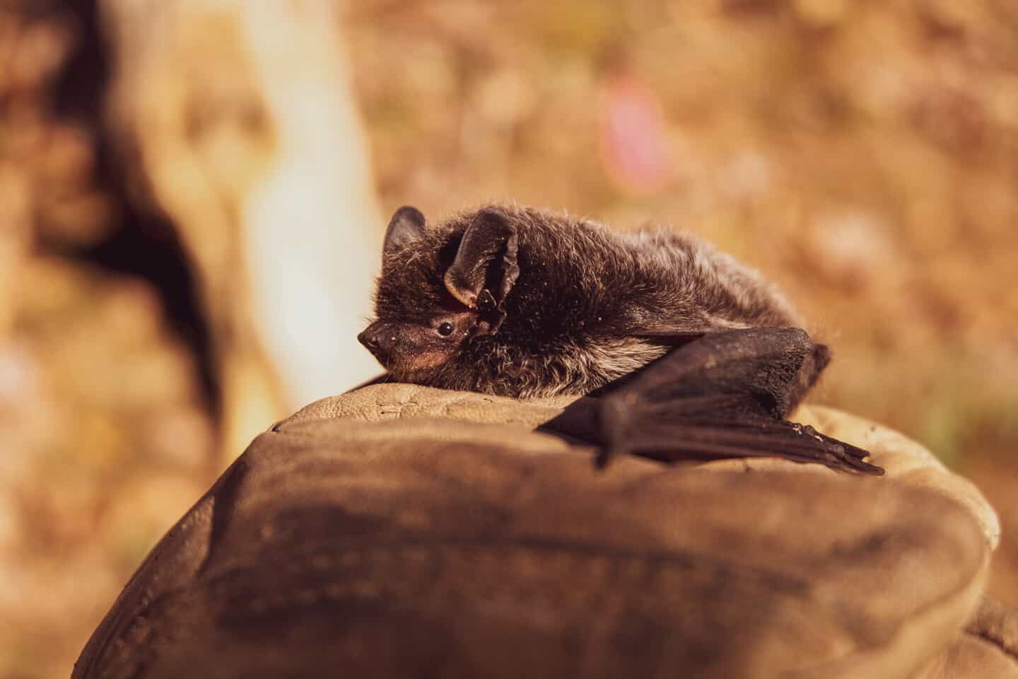 What Are the Dangers of Having a Bat in My Attic and What Can I Do